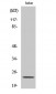 Claudin-6 Polyclonal Antibody